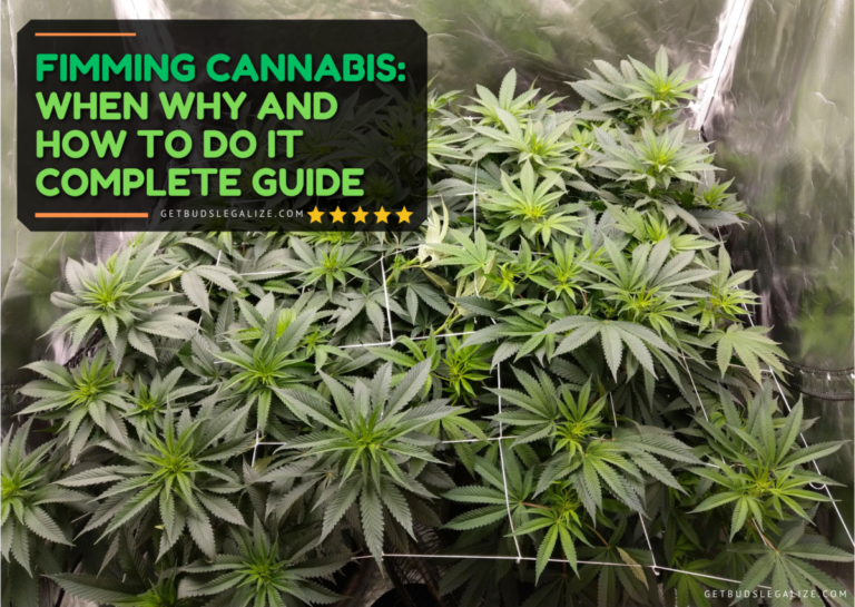 Fimming Cannabis: When Why And How To Do It | Complete Guide ...