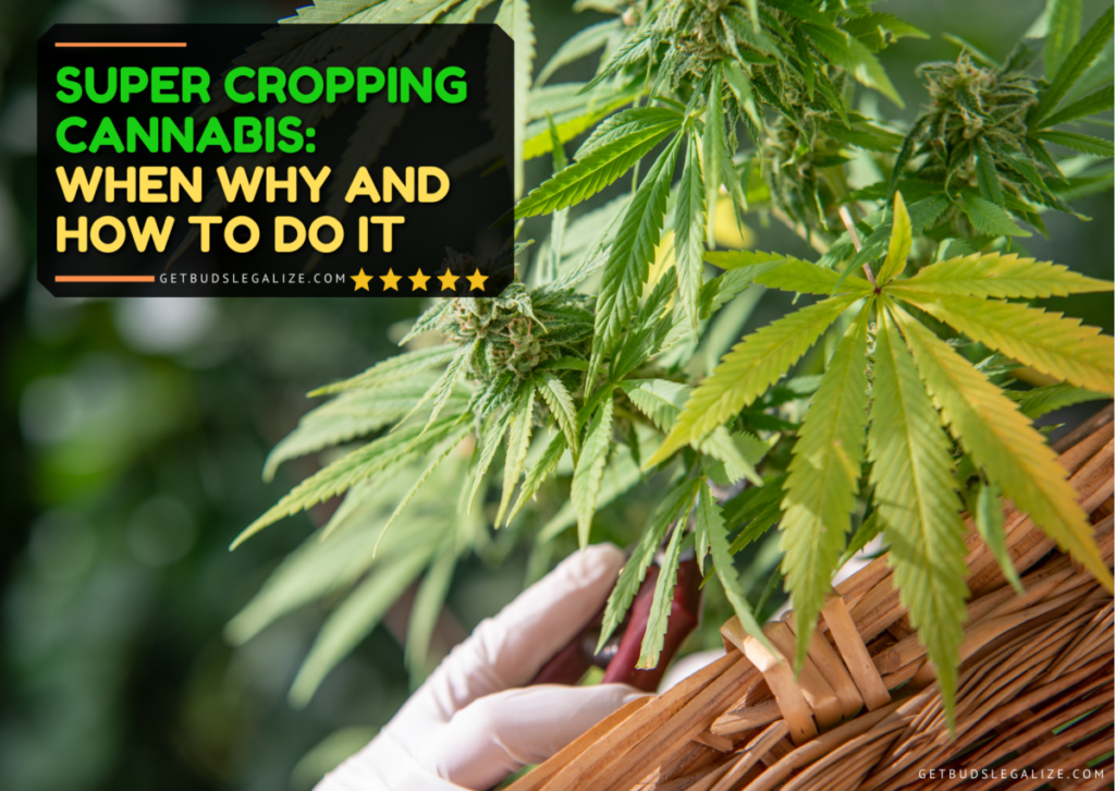 Super Cropping Cannabis: When Why and How To Do It | Complete Guide ...