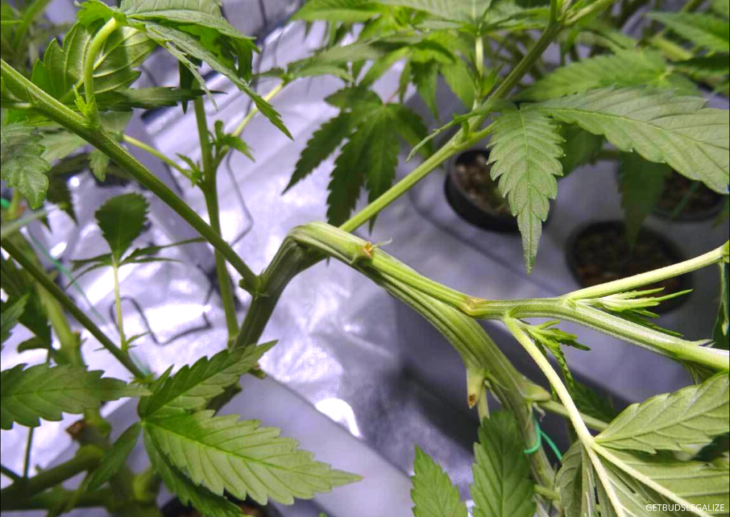 Super Cropping Cannabis: When Why and How To Do It