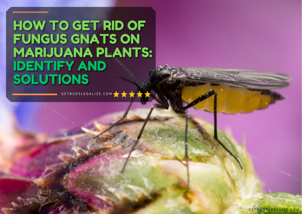 How to Get Rid of Fungus Gnats on Marijuana Plants: Identify and Solutions