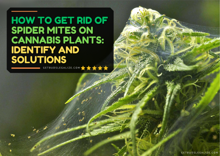 How To Get Rid Of Spider Mites On Cannabis Plants Identify And Solutions 3956