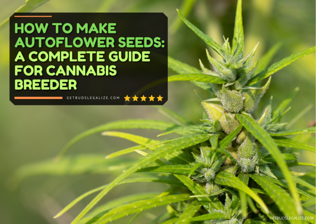 How to Make Autoflower Seeds: A Complete Guide for Cannabis Breeder, CANNABIS AUTO PLANT