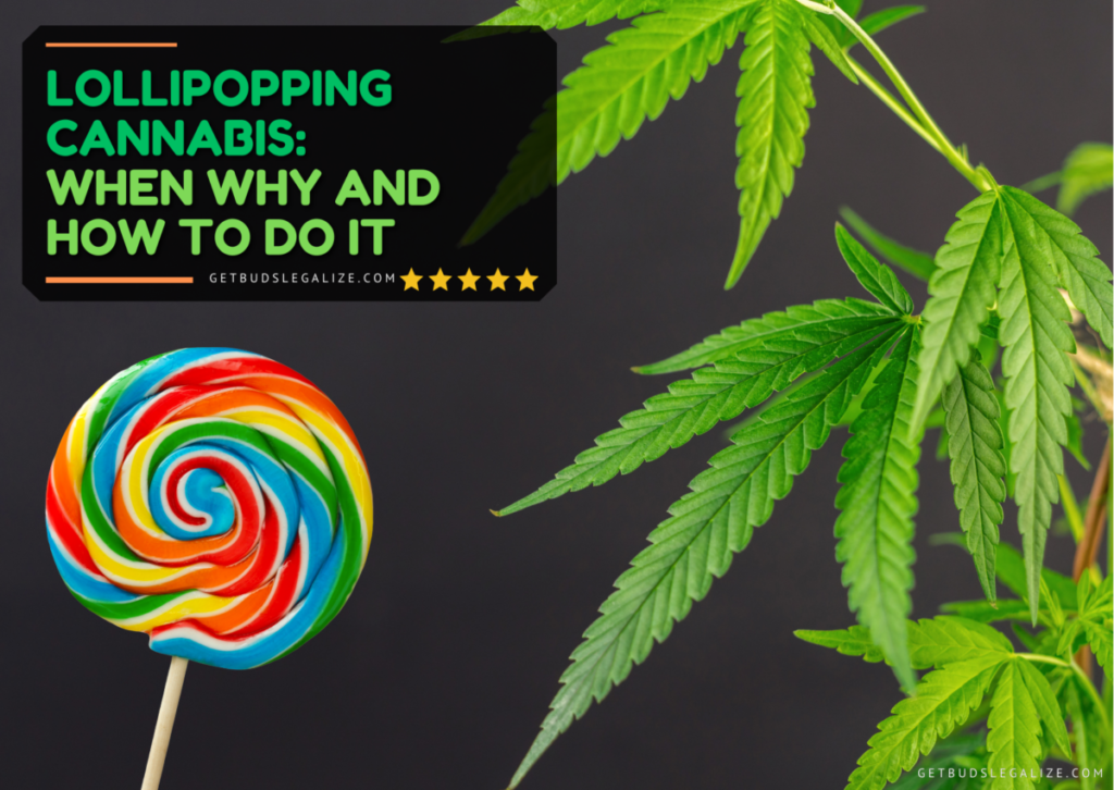 Lollipopping Cannabis: When Why and How to Do It | Complete Guide