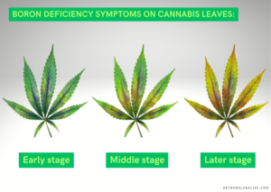 How to Fix Cannabis Boron Deficiency & Toxicity: Symptoms and Solution ...