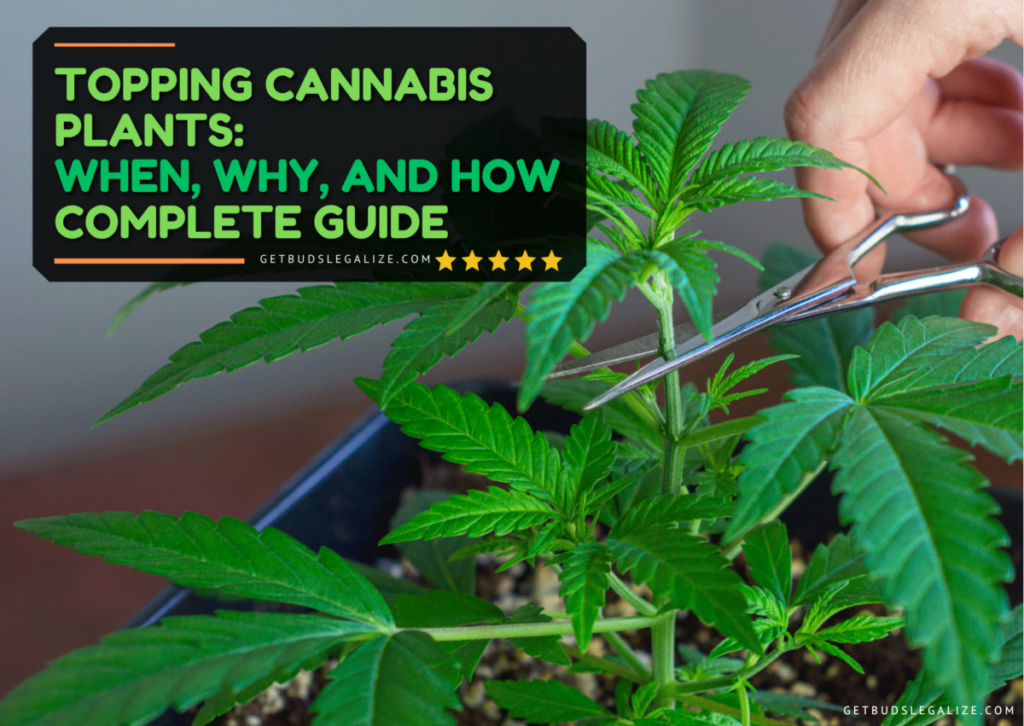 Topping Cannabis Plants: When, Why, and How | Complete Guide