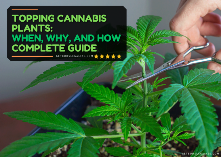 Topping Cannabis Plants: When, Why, And How | Complete Guide ...