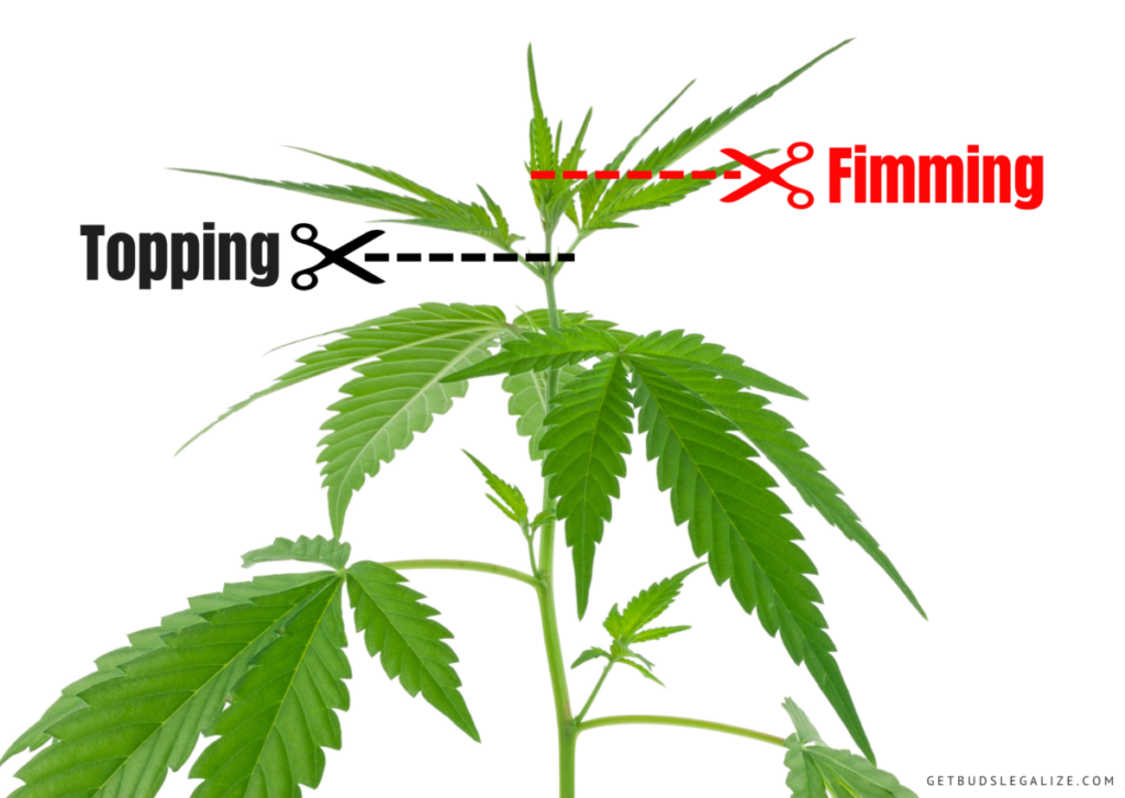 Fimming Cannabis: When Why And How To Do It | Complete Guide ...