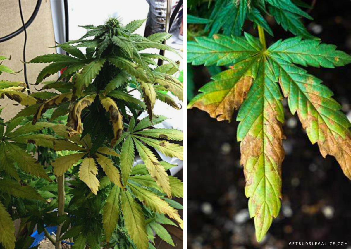 How to Get Rid of Fungus Gnats on Marijuana Plants: Identify and ...