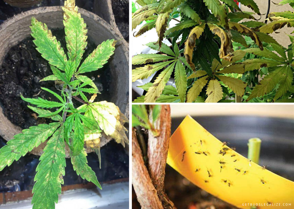 How to Get Rid of Fungus Gnats on Marijuana Plants: Identify and ...