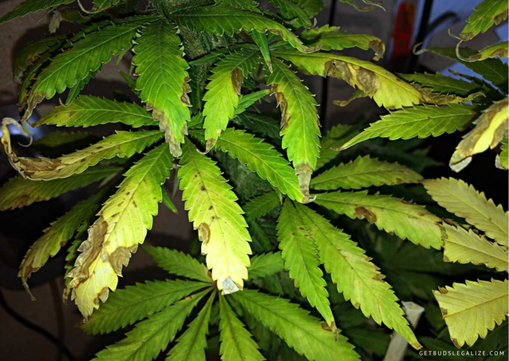 How to Get Rid of Fungus Gnats on Marijuana Plants: Identify and ...