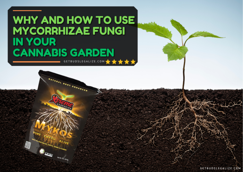 Why and How to Use Mycorrhizae Fungi in Your Cannabis Garden