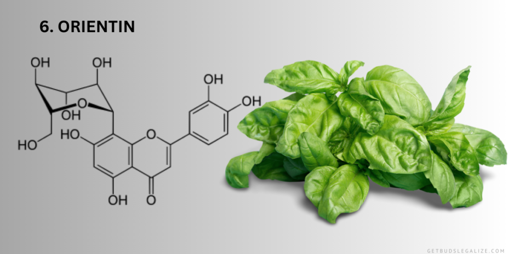 6. Orientin, MARIJUANA , Flavonoids