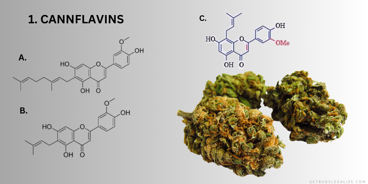 Cannabis Flavonoids: What Are And What Do They Do? A Complete Guide ...