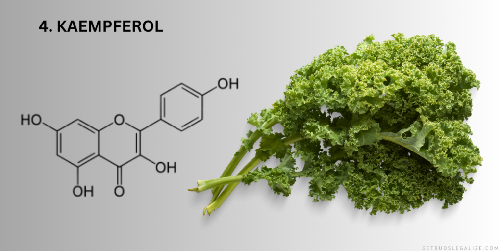 4. Kaempferol, MARIJUANA , Flavonoids