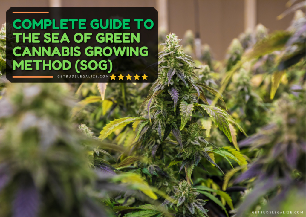 Best Cannabis Growing Tips & Tricks - GetBudsLegalize.com