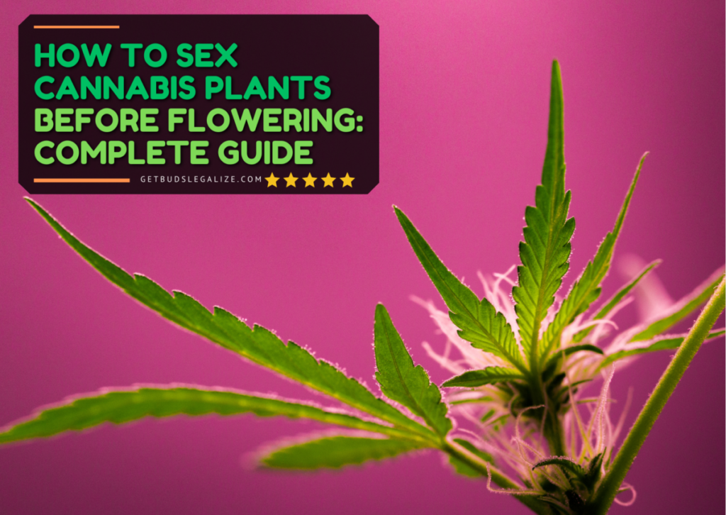 How To Sex Cannabis Plants Before Flowering A Complete Guide 