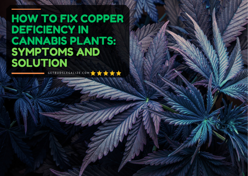How to Fix Copper Deficiency in Cannabis Plants: Symptoms and Solution