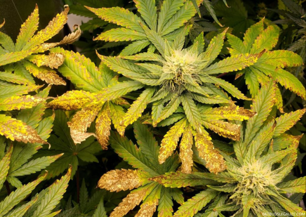 Calcium Deficiency in Cannabis Plants: Causes, Symptoms, and Solutions 5 Calcium Deficiency in Cannabis Plants: Causes, Symptoms, and Solutions