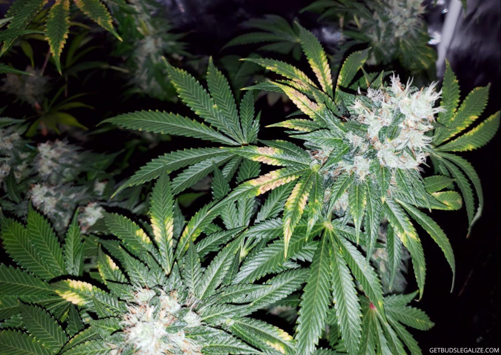 Calcium Deficiency in Cannabis Plants: Causes, Symptoms, and Solutions 6 Calcium Deficiency in Cannabis Plants: Causes, Symptoms, and Solutions