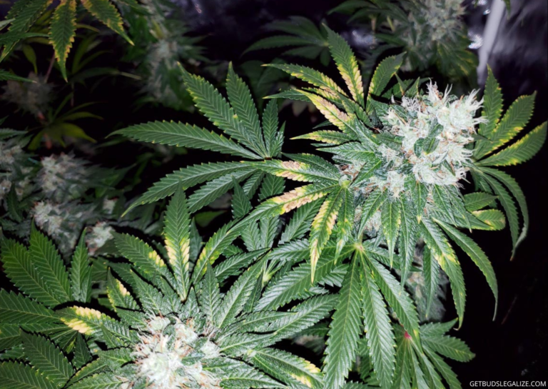 Calcium Deficiency in Cannabis Plants: Causes, Symptoms, and Solutions ...