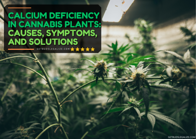 Calcium Deficiency in Cannabis Plants: Causes, Symptoms, and Solutions ...