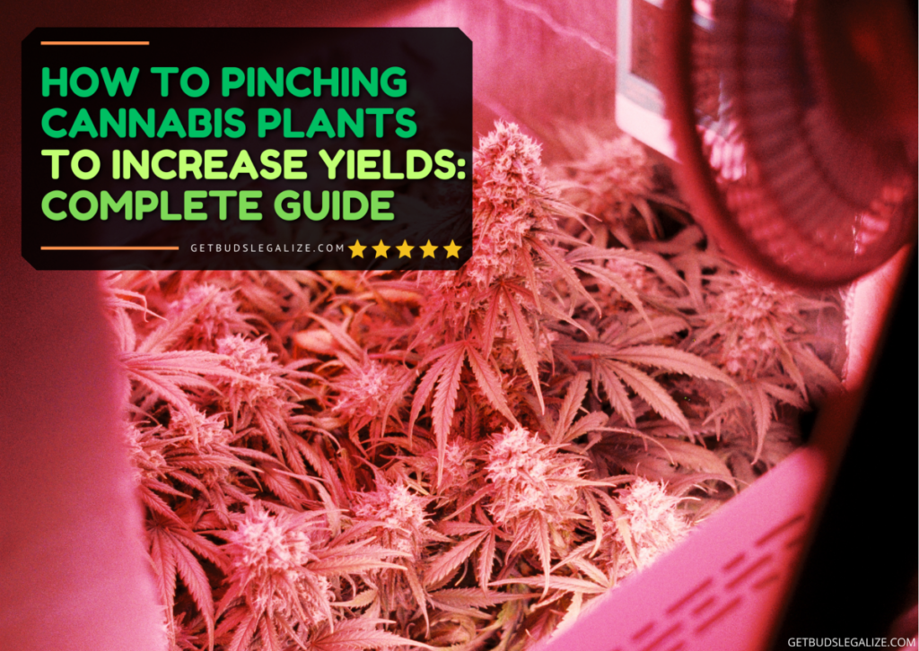 How to Pinching Cannabis Plants to Increase Yields: Complete Guide