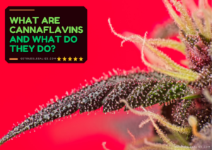 What Are Cannaflavins A, B, C and What Do They Do? Unique and Promising Flavonoids from Cannabis Plant