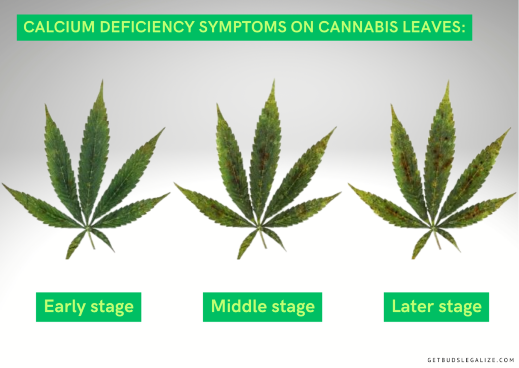 Calcium Deficiency in Cannabis Plants: Causes, Symptoms, and Solutions 12 Calcium Deficiency in Cannabis Plants: Causes, Symptoms, and Solutions