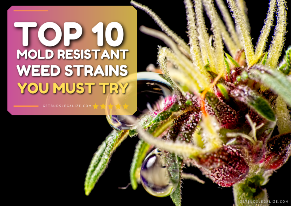 Top 10 Mold Resistant Weed Strains You Must Try
