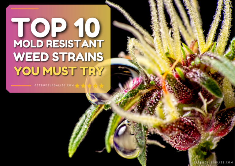 Top 10 Mold Resistant Weed Strains You Must Try [Updated 2024 ...