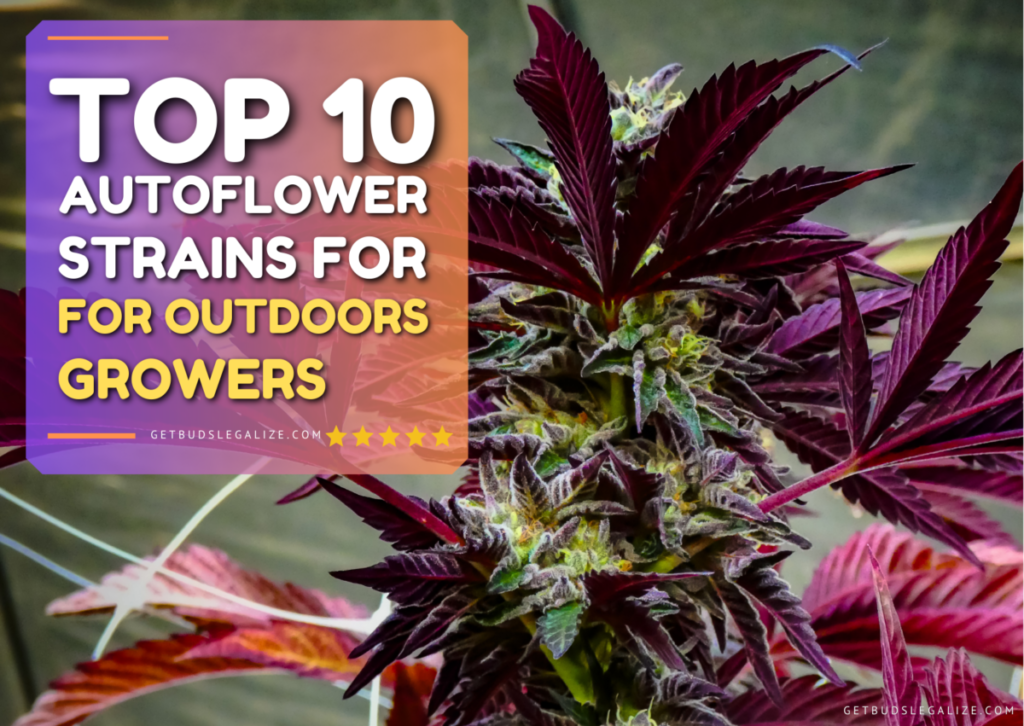 Top 10 Best Autoflower Strains for Outdoors Growers