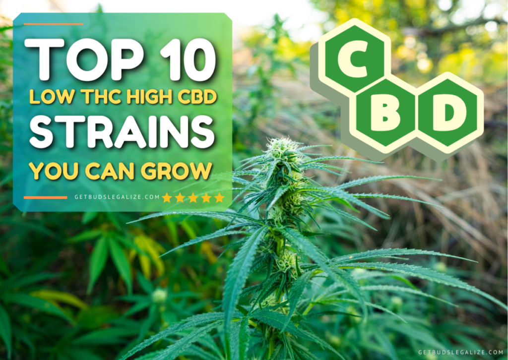 Top 10 Best Low THC High CBD Strains You Can Grow