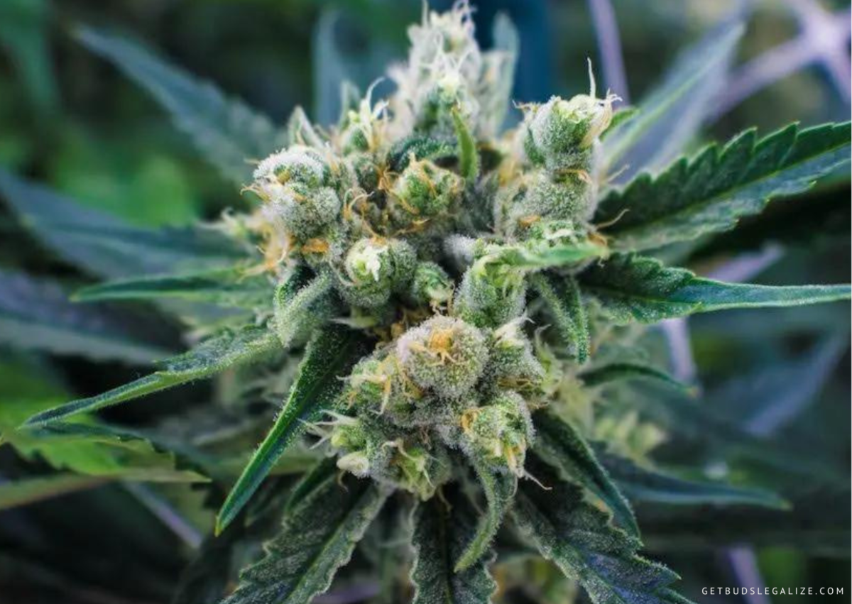 Top 10 Mold Resistant Weed Strains You Must Try [Updated 2024 ...