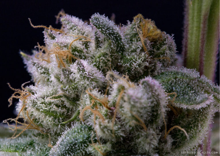 Top 10 Mold Resistant Weed Strains You Must Try [Updated 2024 ...