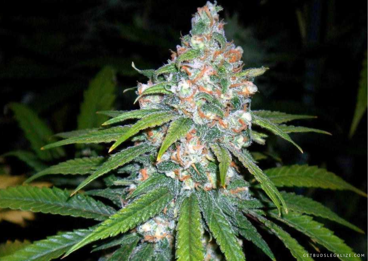 Top 10 Mold Resistant Weed Strains You Must Try [Updated 2024 ...