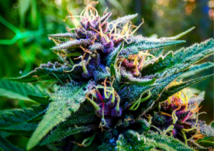 Top 10 Mold Resistant Weed Strains You Must Try [Updated 2023 ...