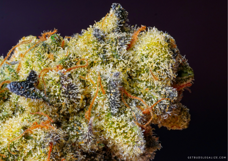 Top 10 Mold Resistant Weed Strains You Must Try [Updated 2024 ...