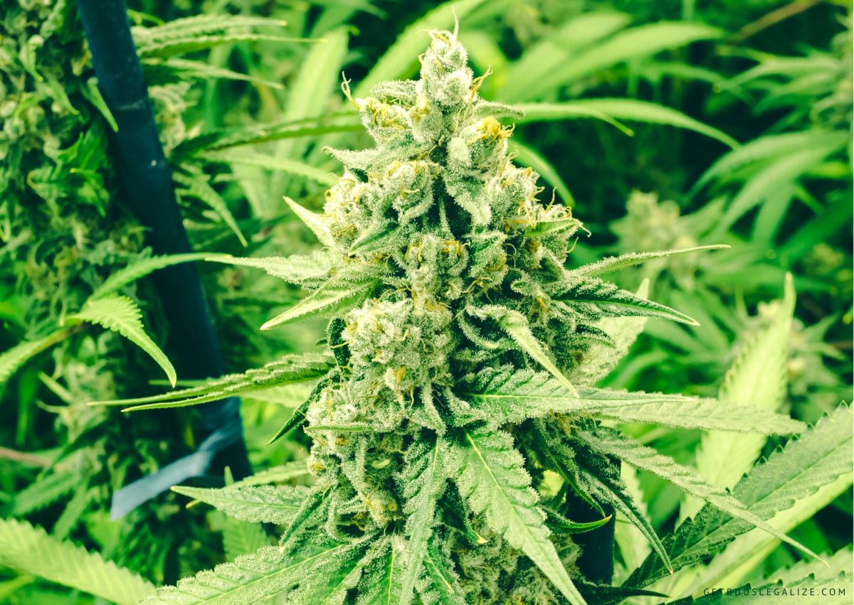 Top 10 Best Autoflower Strains For Outdoors Growers [Updated 2024 ...