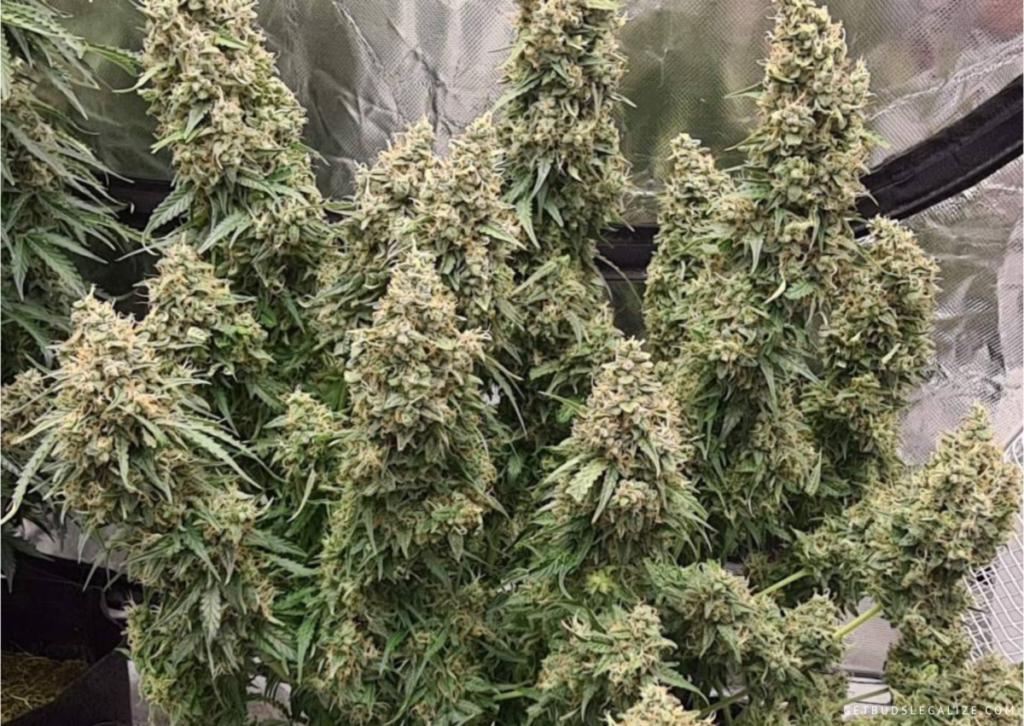 Top 10 Best Autoflower Strains For Outdoors Growers [updated 2024]