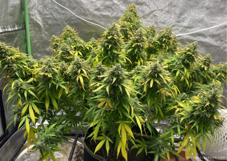 Top 10 Best Autoflower Strains For Outdoors Growers [Updated 2024 ...