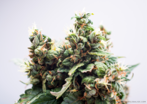 Top 10 Best Autoflower Strains for Outdoors Growers [Updated 2023 ...