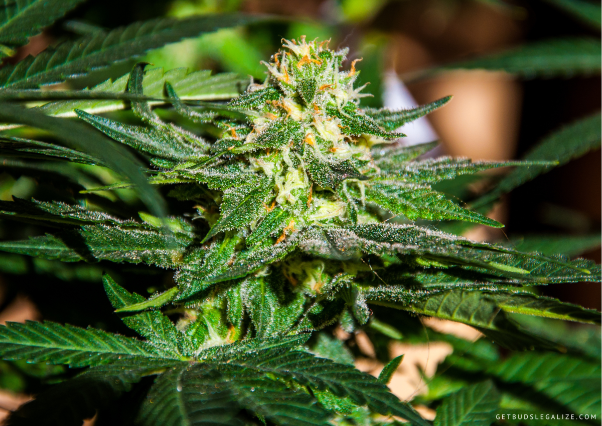 Top 10 Best Autoflower Strains For Outdoors Growers [Updated 2024 ...