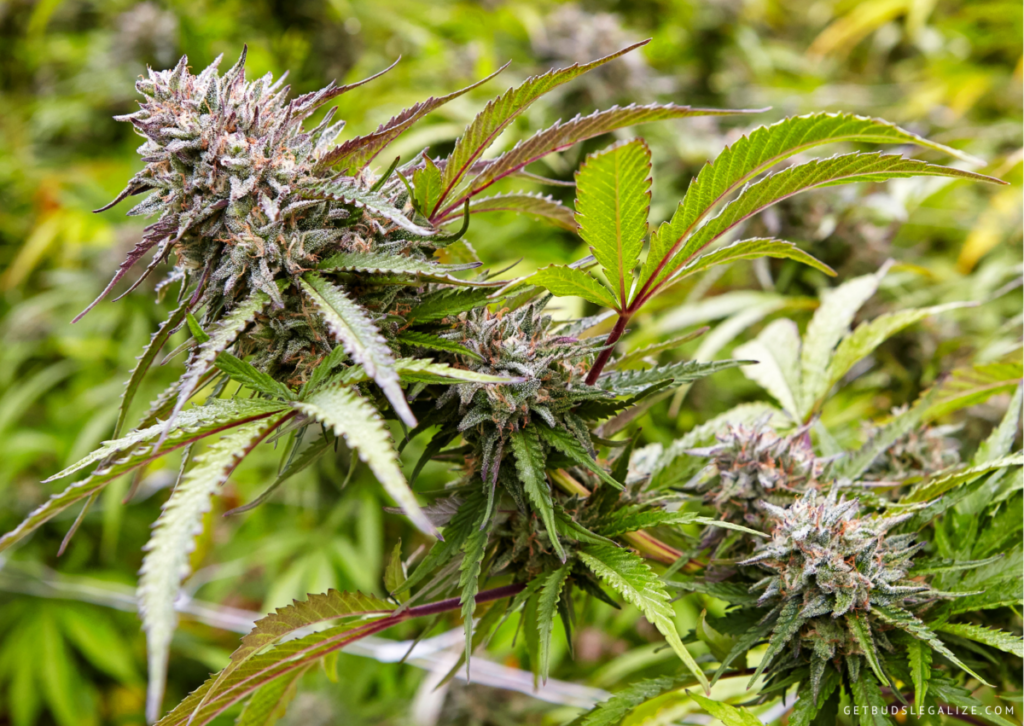 Top 10 Best Low THC High CBD Strains You Can Grow 3 Pennywise - THC/CBD 1:1, Top 10 Best Low THC High CBD Strains You Can Grow