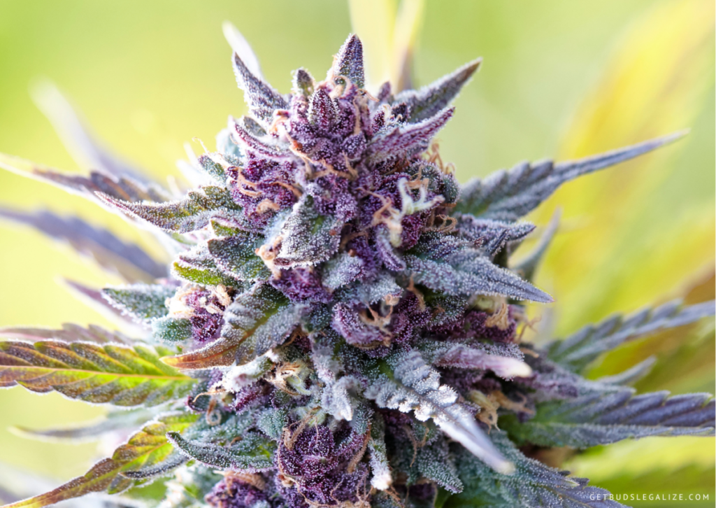Top 10 Best Low THC High CBD Strains You Can Grow 5 CBD Auto Blackberry Kush - THC/CBD 1:17, , Top 10 Best Low THC High CBD Strains You Can Grow