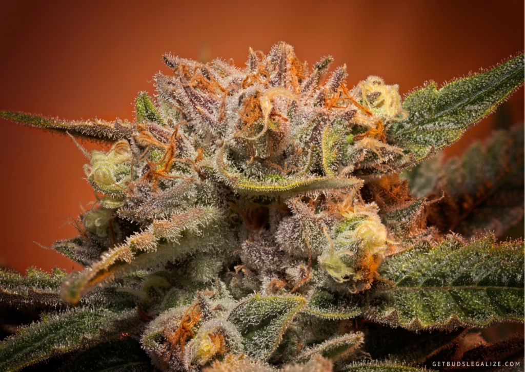 Top 10 Best Low THC High CBD Strains You Can Grow 7 Red Pure CBD Auto - THC/CBD 1:37, Top 10 Best Low THC High CBD Strains You Can Grow