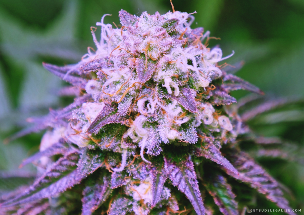 Top 10 Best Low THC High CBD Strains You Can Grow 9 CBD Auto Charlotte’s Angel - THC/CBD 1:17, Top 10 Best Low THC High CBD Strains You Can Grow