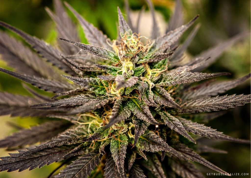 Top 10 Best Low THC High CBD Strains You Can Grow 11 Pink Kush CBD Auto - THC/CBD 1:30, Top 10 Best Low THC High CBD Strains You Can Grow