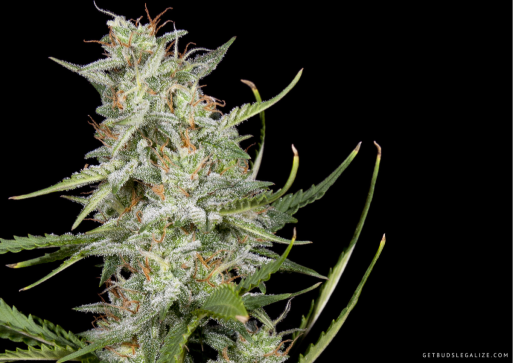 Top 10 Best Low THC High CBD Strains You Can Grow 13 Doctor Seedsman CBD - THC/CBD 1:30, cannabis seeds