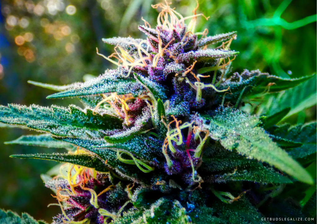 Top 10 Best Low THC High CBD Strains You Can Grow 15 Blueberry CBD - THC/CBD 1:16, cannabis seeds
