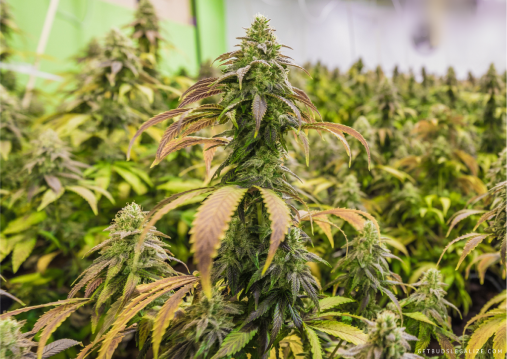 Top 10 Best Low THC High CBD Strains You Can Grow 17 OG Kush CBD - THC/CBD 1:15, cannabis seeds